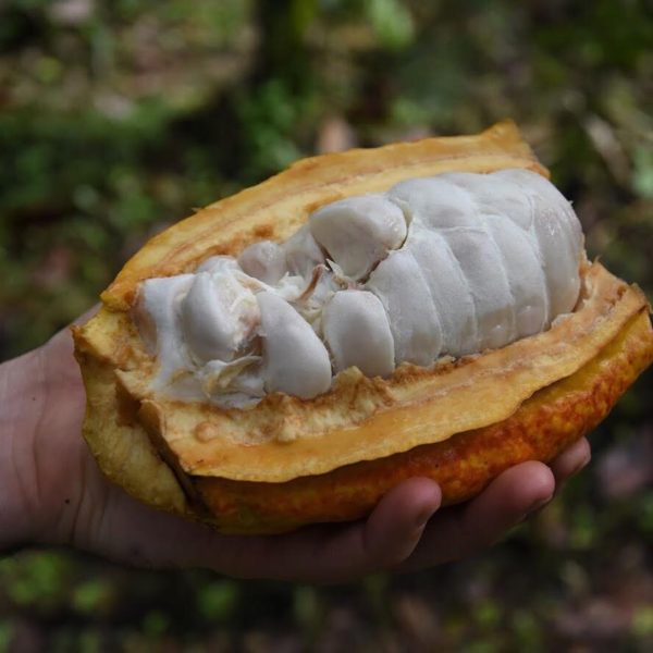 Set of 3 Cacao-Pulp Filled Chocolate Bars - Image 3